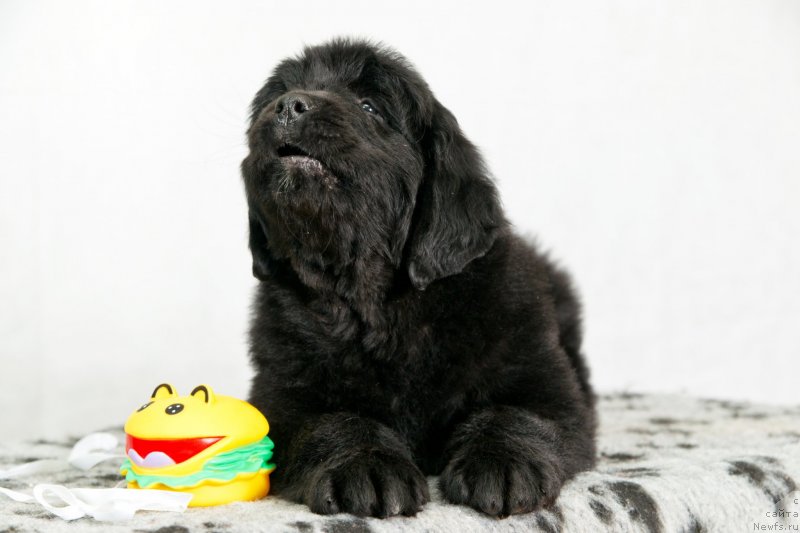 Фото: ньюфаундленд Океан Мечты Аква