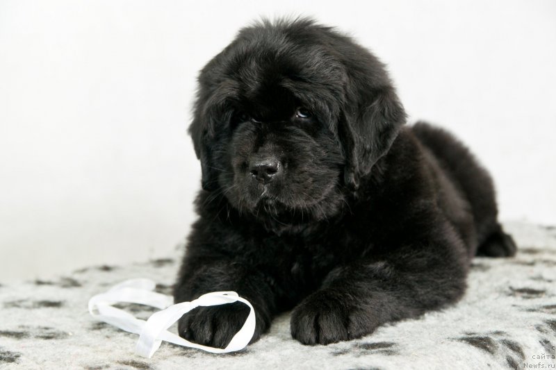 Фото: ньюфаундленд Океан Мечты Аква