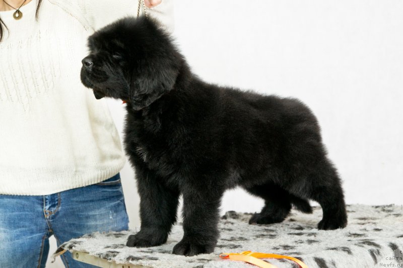 Фото: ньюфаундленд Океан Мечты Алекса