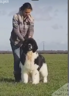 Фото: ньюфаундленд Аквиан Сонг Хевен Сент ат Оукая Форевер