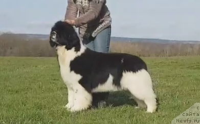 Фото: ньюфаундленд Аквиан Сонг Хевен Сент ат Оукая Форевер