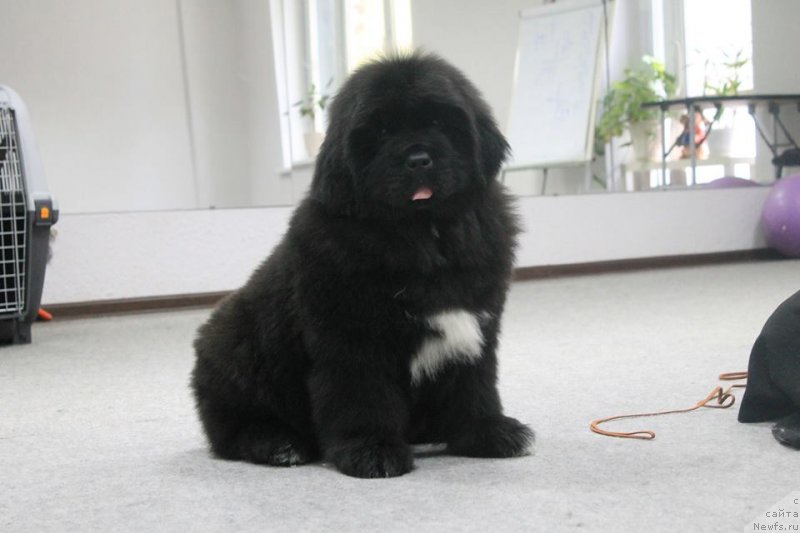 Фотография № 241421