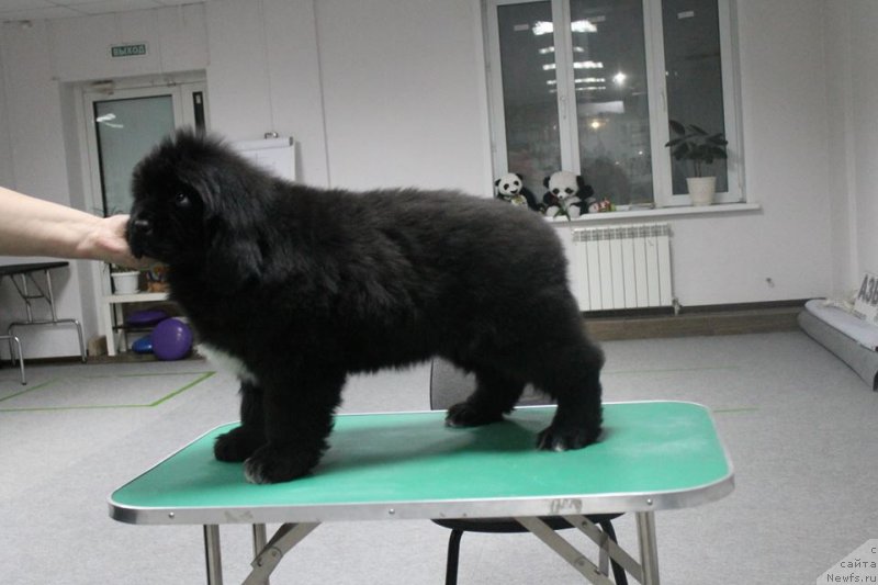 Фотография № 241423