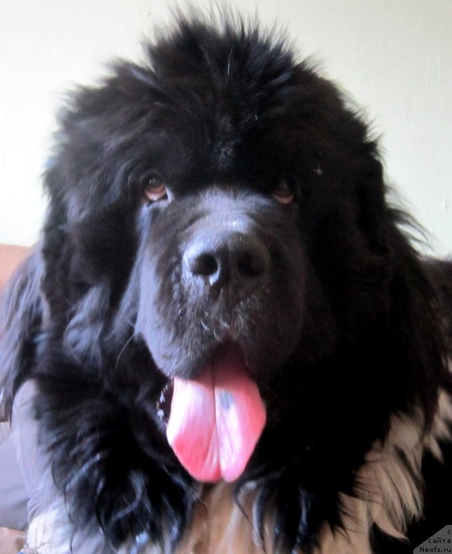 Фото: ньюфаундленд Водограй от Карельских Медведей