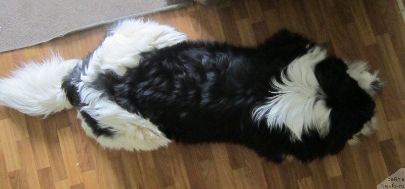 Фото: ньюфаундленд Водограй от Карельских Медведей