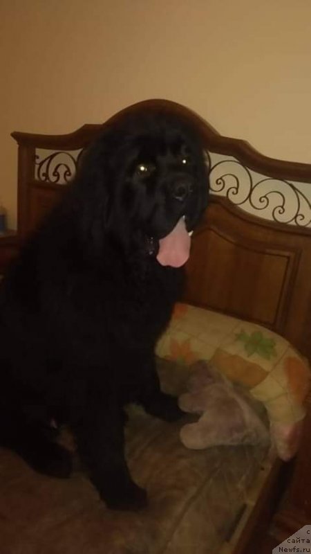 Фотография № 241427