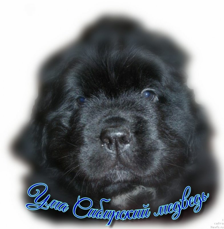 Фото: ньюфаундленд Ума Сибирский Медведь
