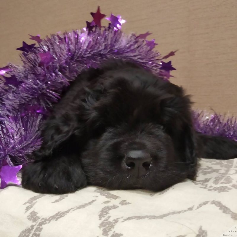 Фото: ньюфаундленд Ума Сибирский Медведь