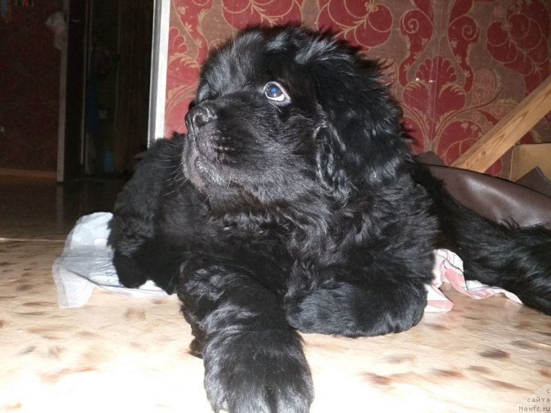 Фото: ньюфаундленд Ума Сибирский Медведь