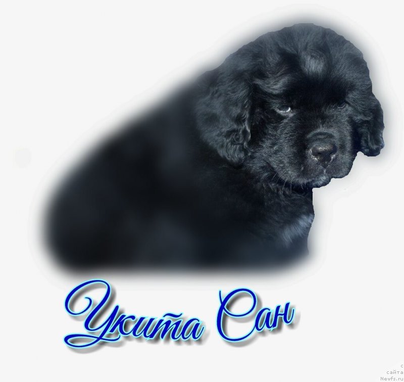 Фото: ньюфаундленд Укита Сан