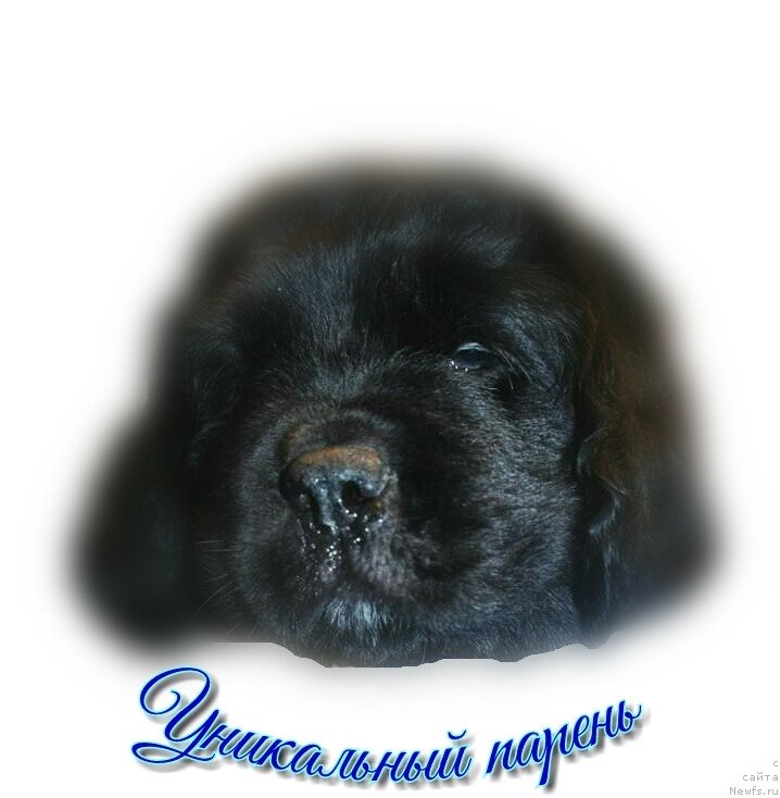 Фото: ньюфаундленд Уникальный Парень