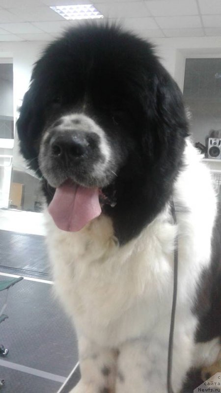 Фото: ньюфаундленд Сент Джонс Валентине'с Дей (Sent Djons Valentine’s Day)