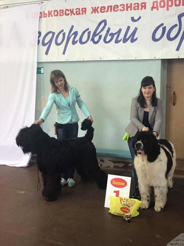 Фото: ньюфаундленд Сент Джонс Валентине'с Дей (Sent Djons Valentine’s Day)