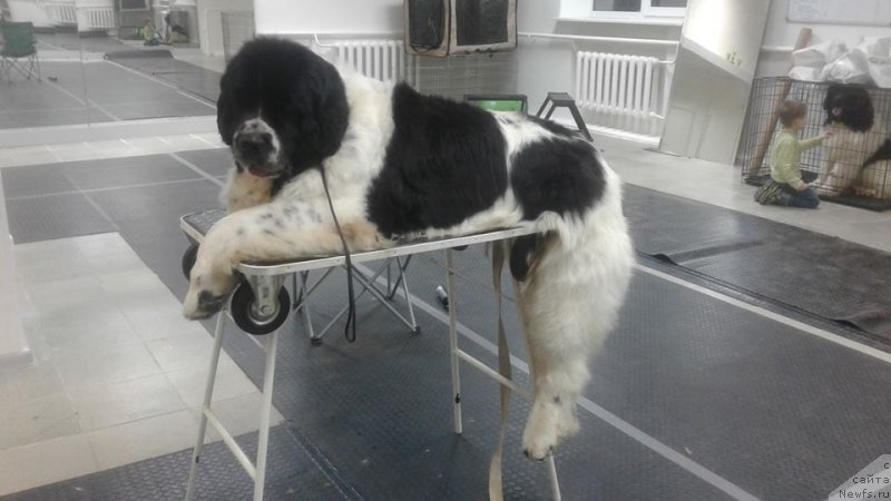 Фото: ньюфаундленд Сент Джонс Валентине'с Дей (Sent Djons Valentine’s Day)