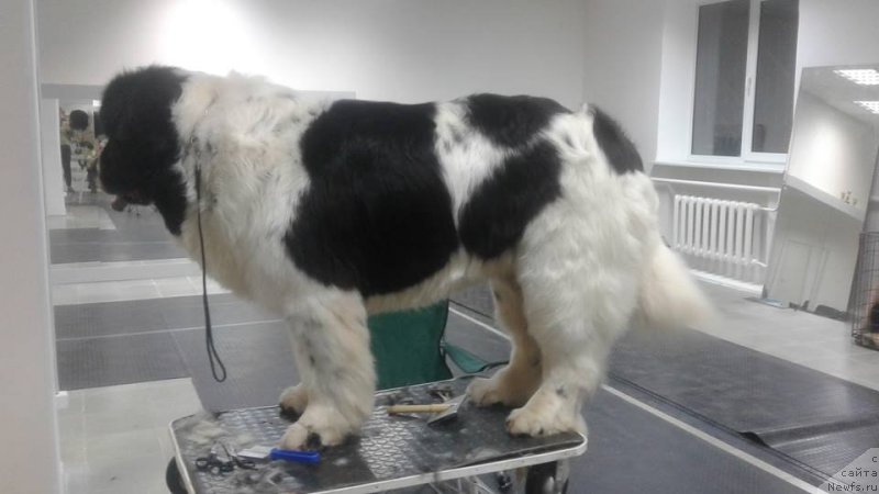 Фото: ньюфаундленд Сент Джонс Валентине'с Дей (Sent Djons Valentine’s Day)