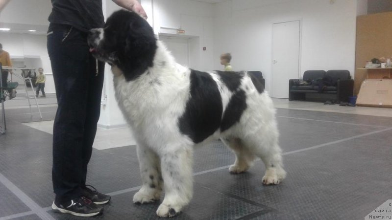 Фото: ньюфаундленд Сент Джонс Валентине'с Дей (Sent Djons Valentine’s Day)