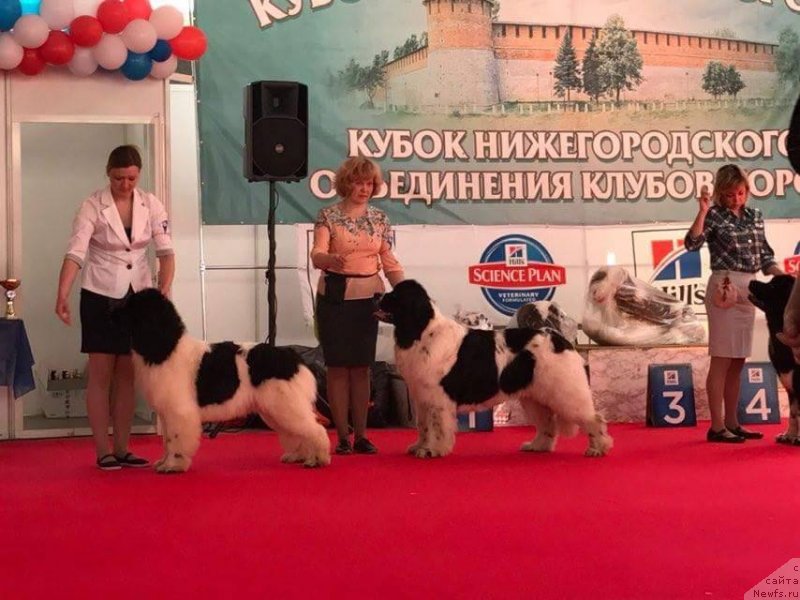 Фото: ньюфаундленд Супер Бизон Русская Рулетка (Super Bizon Russkaya Ruletka), ньюфаундленд Сент Джонс Валентине'с Дей (Sent Djons Valentine’s Day)