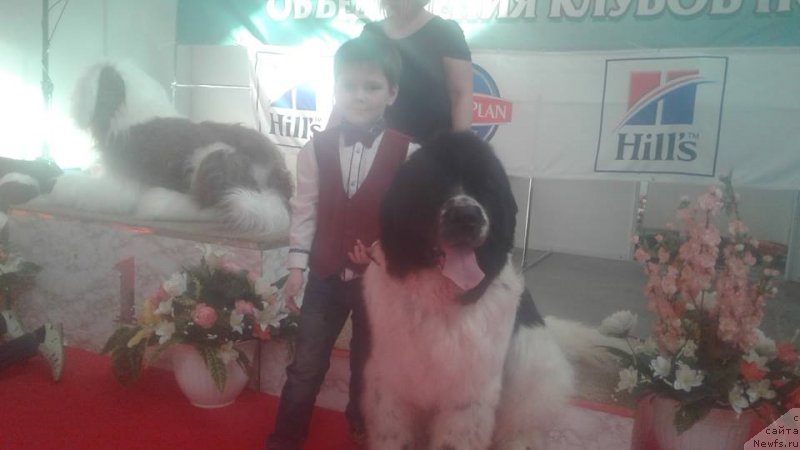 Фото: ньюфаундленд Сент Джонс Валентине'с Дей (Sent Djons Valentine’s Day)