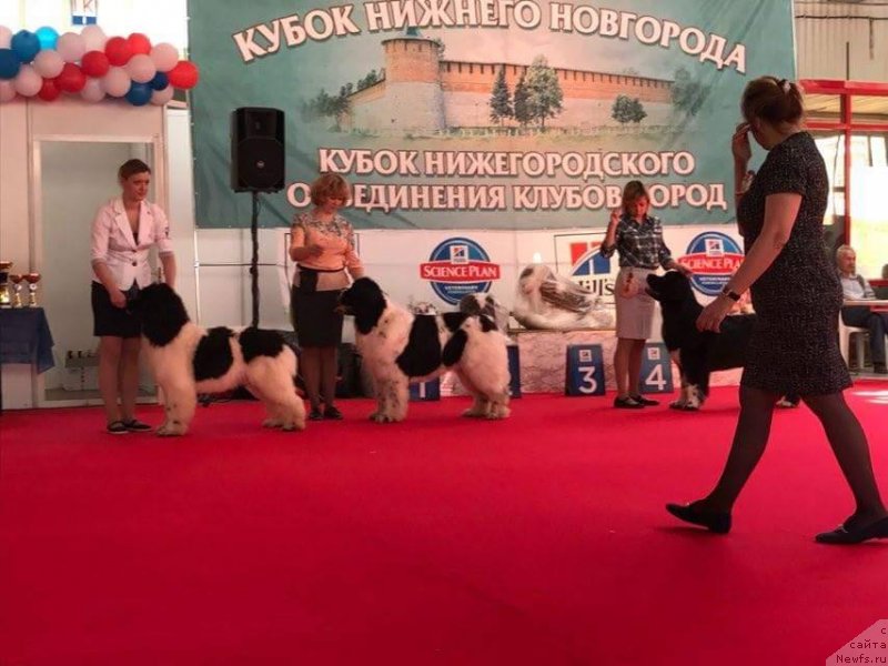 Фото: ньюфаундленд Супер Бизон Русская Рулетка (Super Bizon Russkaya Ruletka), ньюфаундленд Сент Джонс Валентине'с Дей (Sent Djons Valentine’s Day)