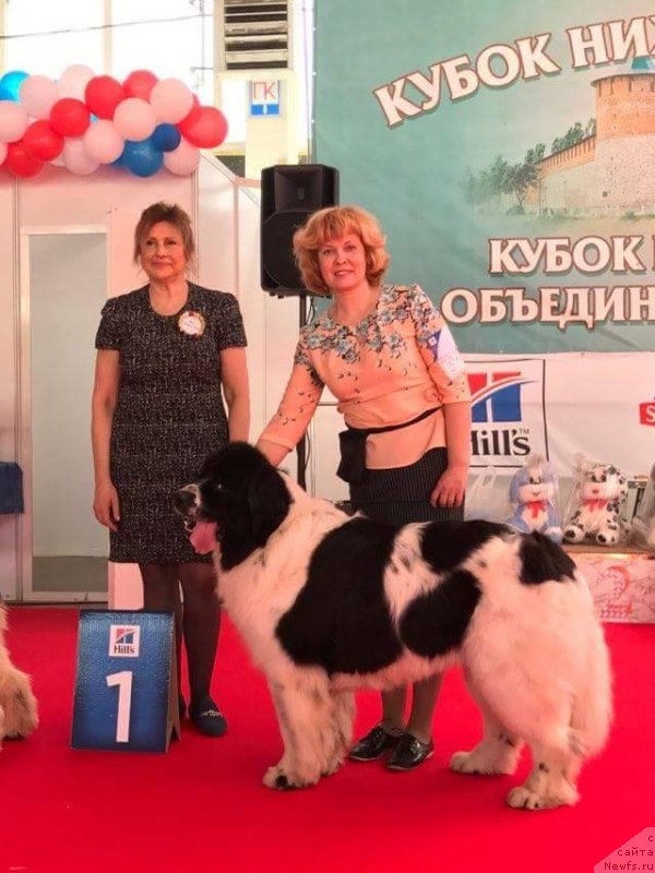 Фото: ньюфаундленд Сент Джонс Валентине'с Дей (Sent Djons Valentine’s Day), Елена Каменева