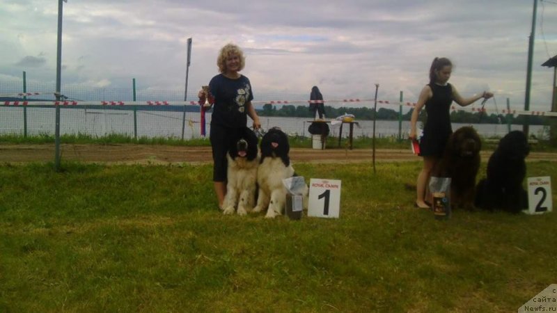 Фото: ньюфаундленд Супер Бизон Русская Рулетка (Super Bizon Russkaya Ruletka), ньюфаундленд Сент Джонс Валентине'с Дей (Sent Djons Valentine’s Day), Елена Каменева