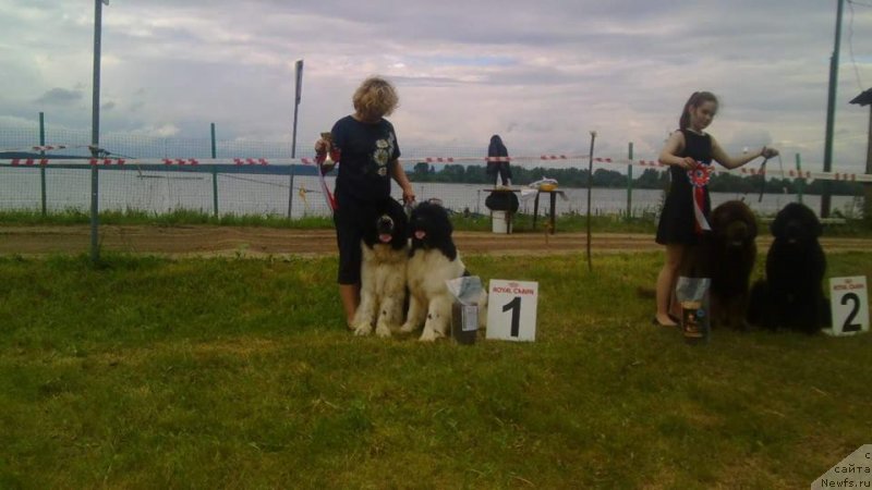 Фото: ньюфаундленд Супер Бизон Русская Рулетка (Super Bizon Russkaya Ruletka), ньюфаундленд Сент Джонс Валентине'с Дей (Sent Djons Valentine’s Day), Елена Каменева