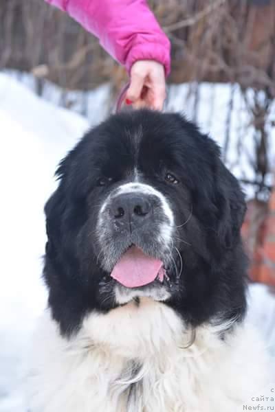 Фото: ньюфаундленд Сент Джонс Валентине'с Дей (Sent Djons Valentine’s Day)