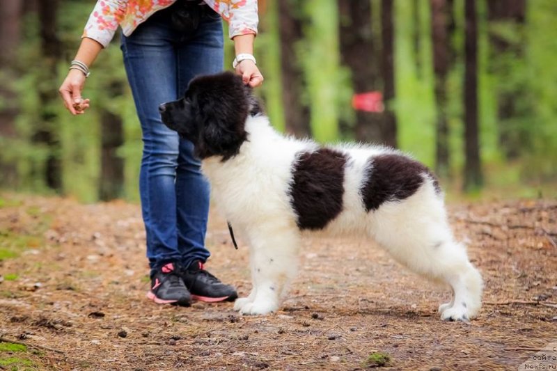 Фото: ньюфаундленд Супер Бизон Русская Рулетка (Super Bizon Russkaya Ruletka)