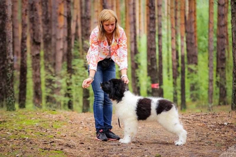 Фото: ньюфаундленд Супер Бизон Русская Рулетка (Super Bizon Russkaya Ruletka)