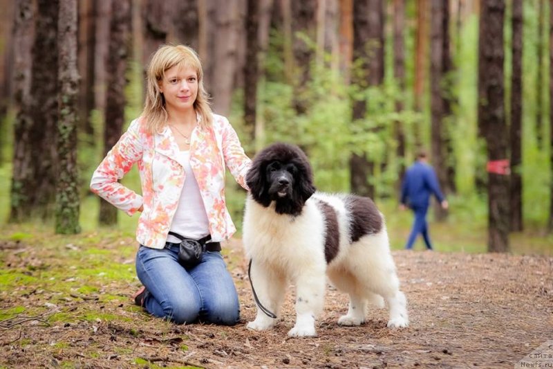 Фото: ньюфаундленд Супер Бизон Русская Рулетка (Super Bizon Russkaya Ruletka)