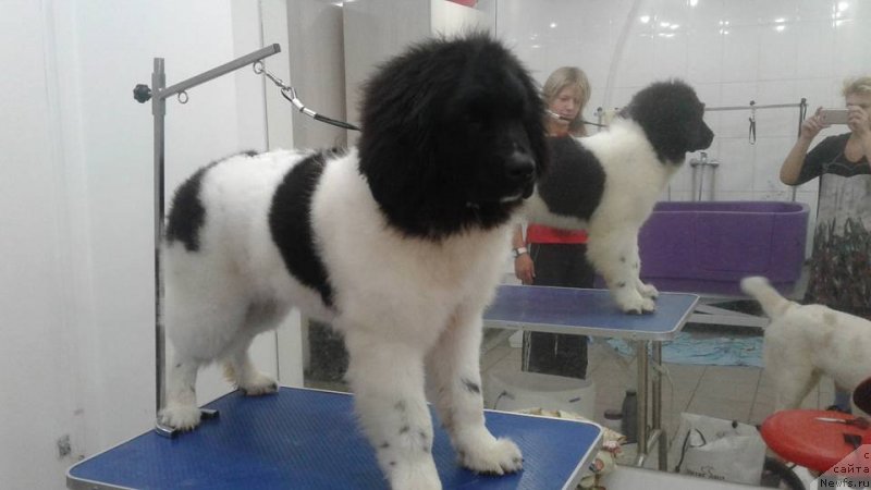 Фото: ньюфаундленд Супер Бизон Русская Рулетка (Super Bizon Russkaya Ruletka)