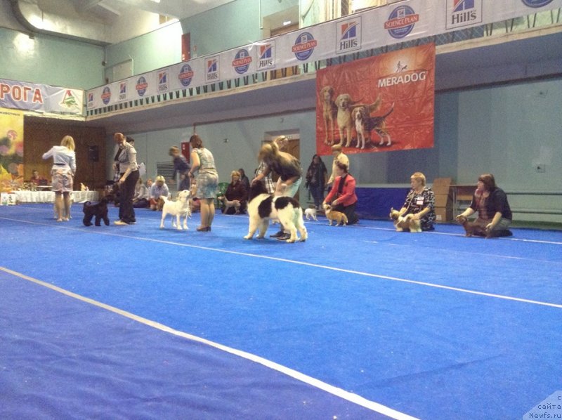 Фото: ньюфаундленд Супер Бизон Русская Рулетка (Super Bizon Russkaya Ruletka)