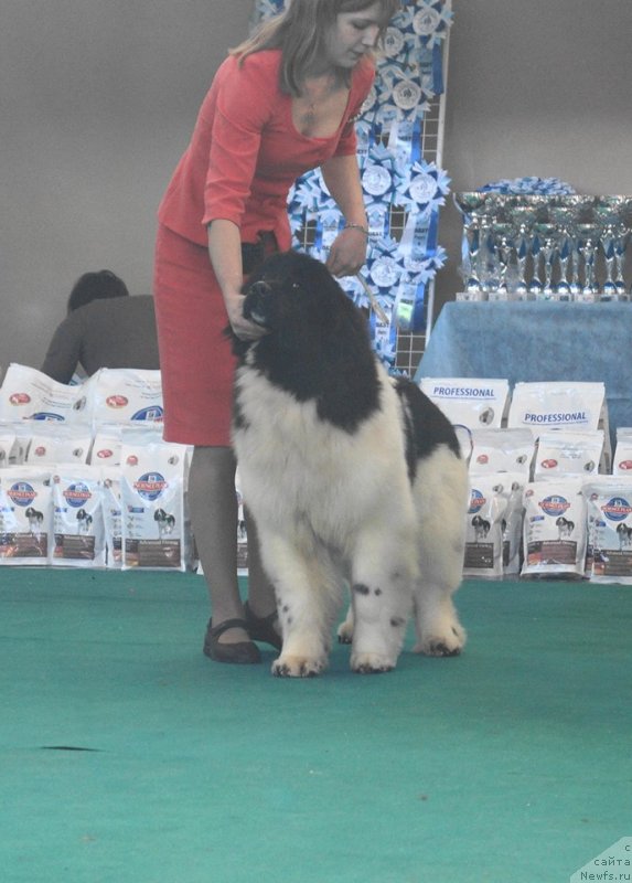 Фото: ньюфаундленд Супер Бизон Русская Рулетка (Super Bizon Russkaya Ruletka)