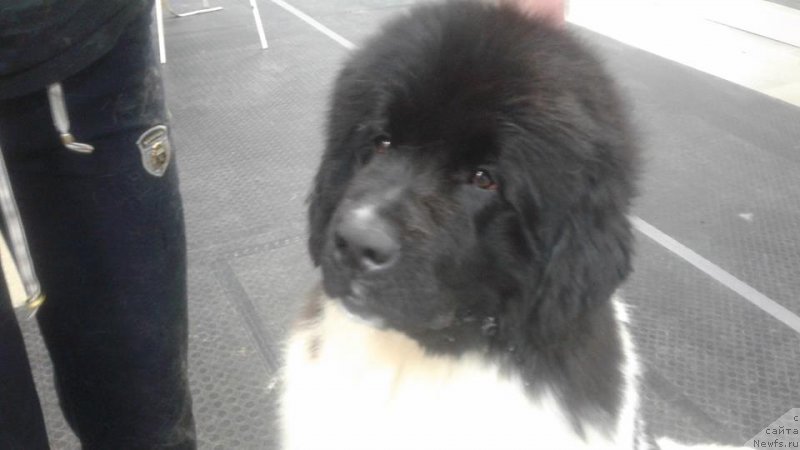 Фото: ньюфаундленд Супер Бизон Русская Рулетка (Super Bizon Russkaya Ruletka)