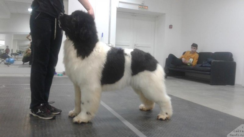 Фото: ньюфаундленд Супер Бизон Русская Рулетка (Super Bizon Russkaya Ruletka)