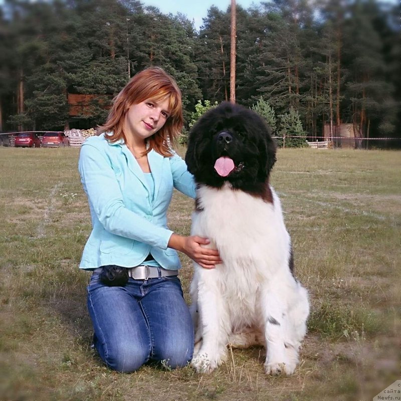 Фото: ньюфаундленд Супер Бизон Русская Рулетка (Super Bizon Russkaya Ruletka)