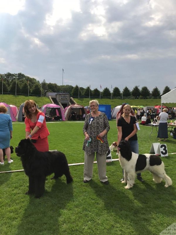 Фото: ньюфаундленд Злато Волмари Босс, ньюфаундленд Супер Бизон Русская Рулетка (Super Bizon Russkaya Ruletka)