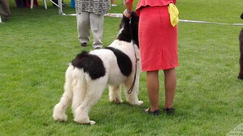 Фото: ньюфаундленд Супер Бизон Русская Рулетка (Super Bizon Russkaya Ruletka)