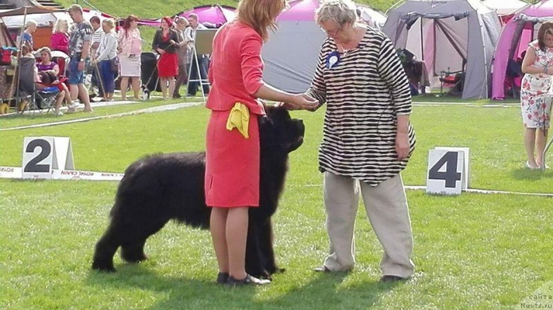 Фото: ньюфаундленд Злато Волмари Босс