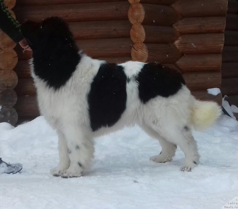 Фото: ньюфаундленд Супер Бизон Русская Рулетка (Super Bizon Russkaya Ruletka)