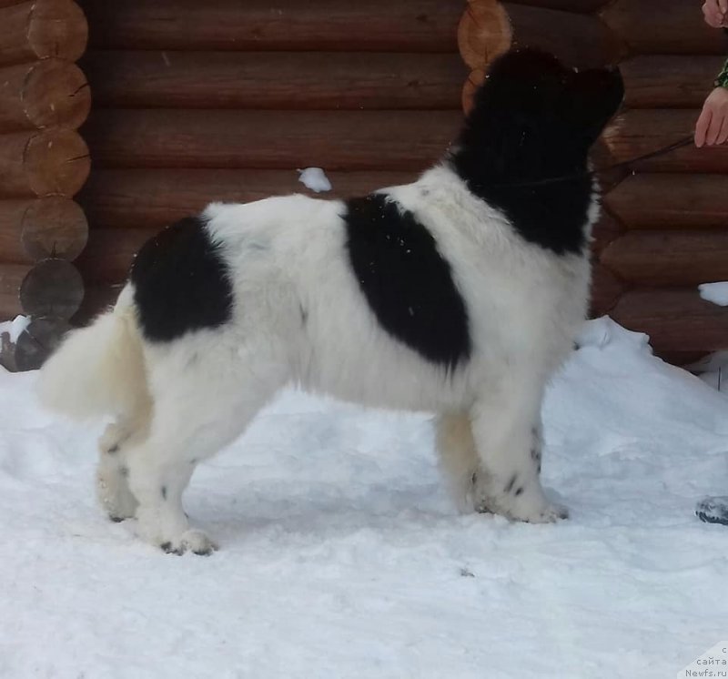 Фото: ньюфаундленд Супер Бизон Русская Рулетка (Super Bizon Russkaya Ruletka)