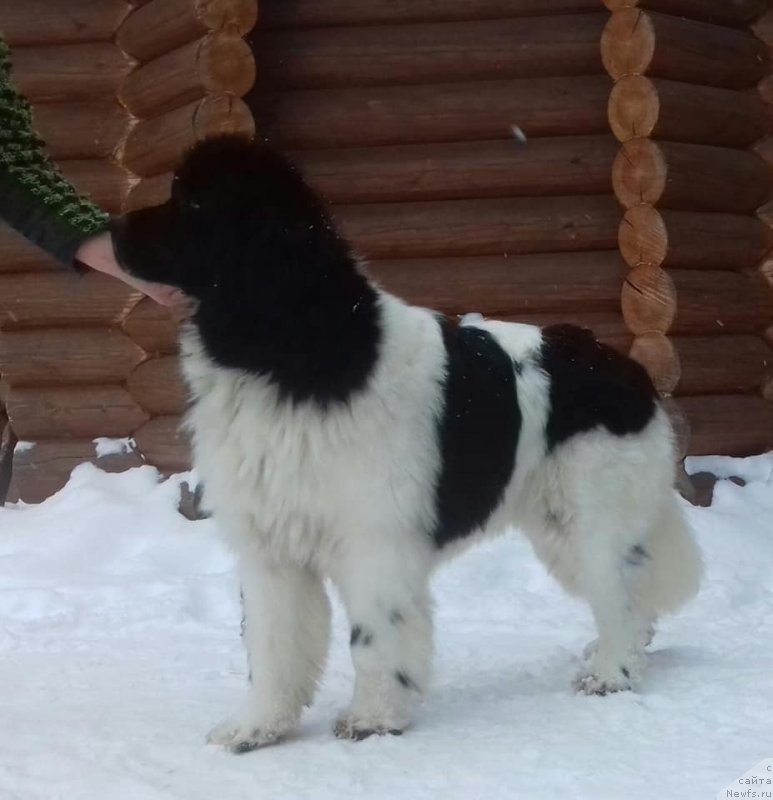 Фото: ньюфаундленд Супер Бизон Русская Рулетка (Super Bizon Russkaya Ruletka)