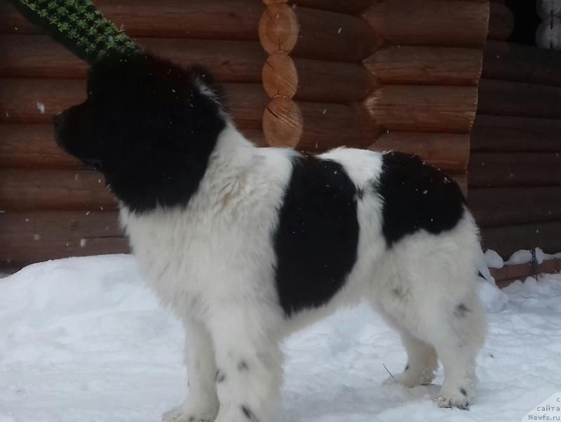 Фото: ньюфаундленд Супер Бизон Русская Рулетка (Super Bizon Russkaya Ruletka)