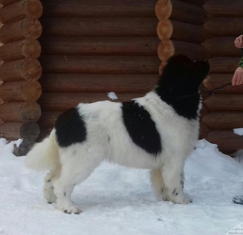 Фото: ньюфаундленд Супер Бизон Русская Рулетка (Super Bizon Russkaya Ruletka)