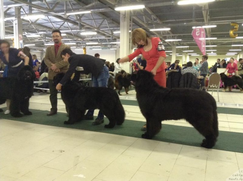 Фото: ньюфаундленд Злато Волмари Босс