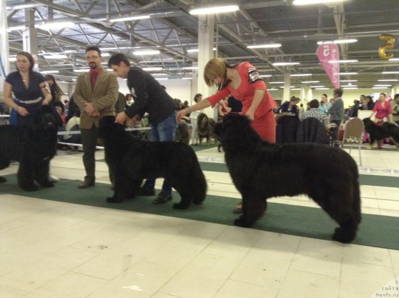 Фото: ньюфаундленд Злато Волмари Босс