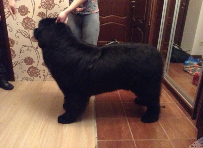 Фото: ньюфаундленд Злато Волмари Босс