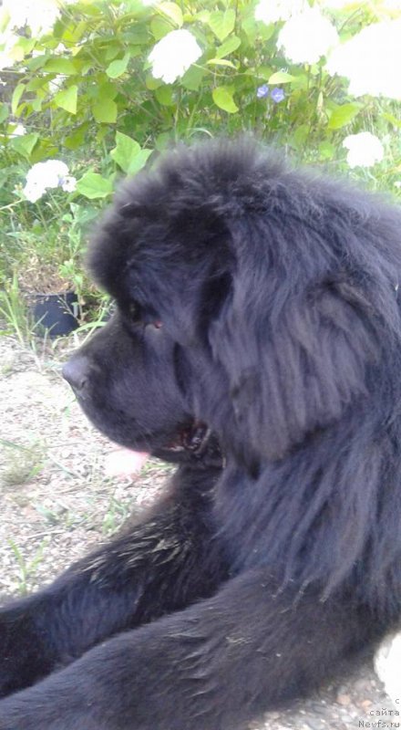 Фото: ньюфаундленд Злато Волмари Босс
