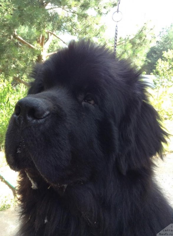 Фото: ньюфаундленд Злато Волмари Босс