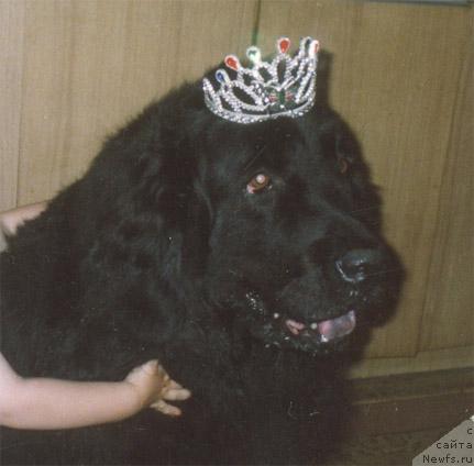 Фото: ньюфаундленд Айдана Бин-Бий